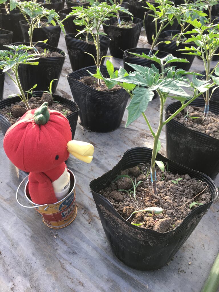 仮植2週間後の接ぎ木