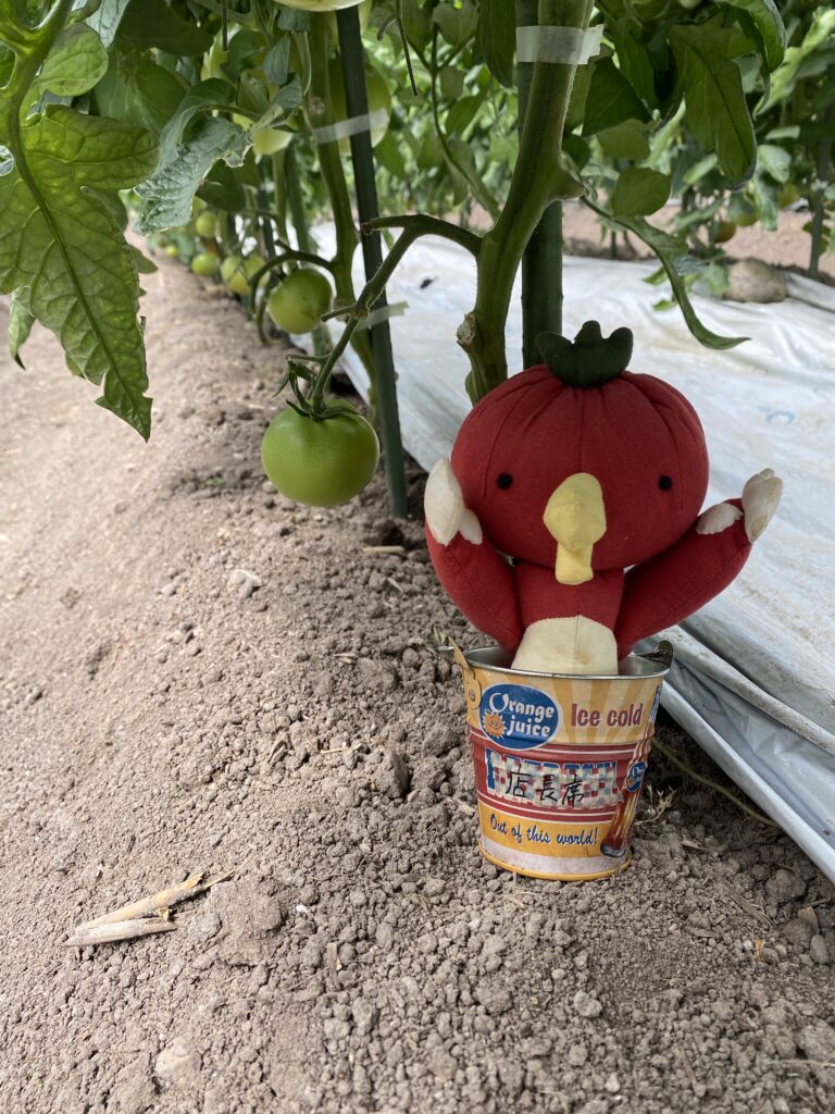 トマトを長く楽しむ為に トマトの下葉かきについて