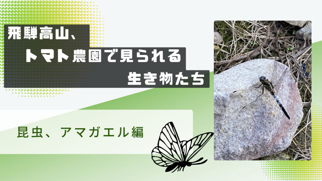飛騨高山の生き物 昆虫、アマガエル アイキャッチ