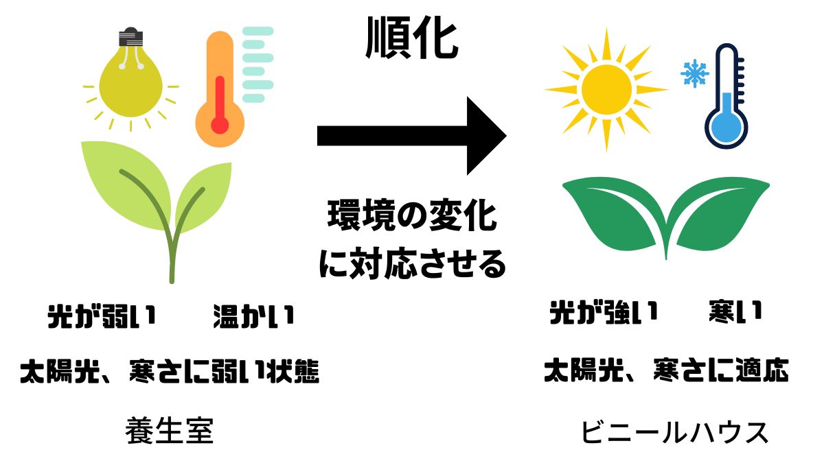 順化とは何ですか?: 順化と馴化の違い – FSNUGF