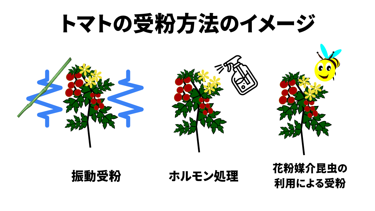 トマトの受粉の方法: トマト 振動受粉 – UNII