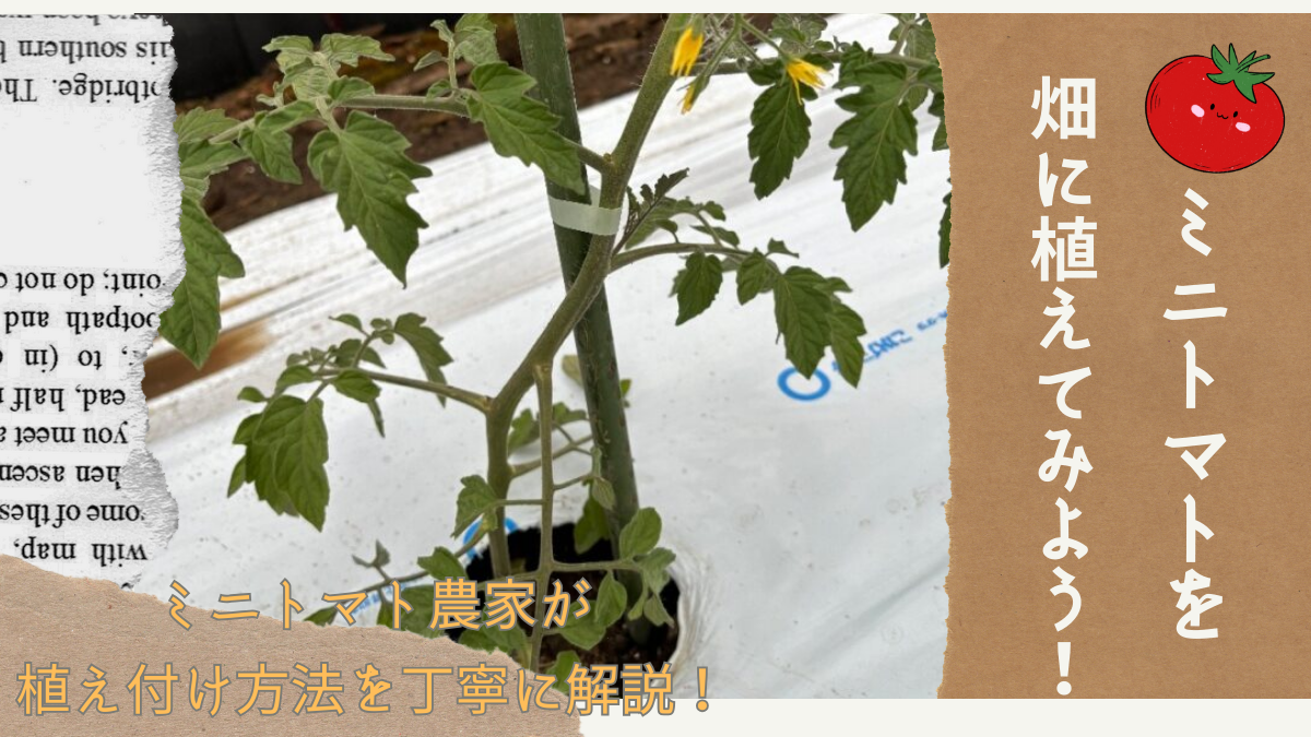 ミニトマト　畑への植え方　アイキャッチ