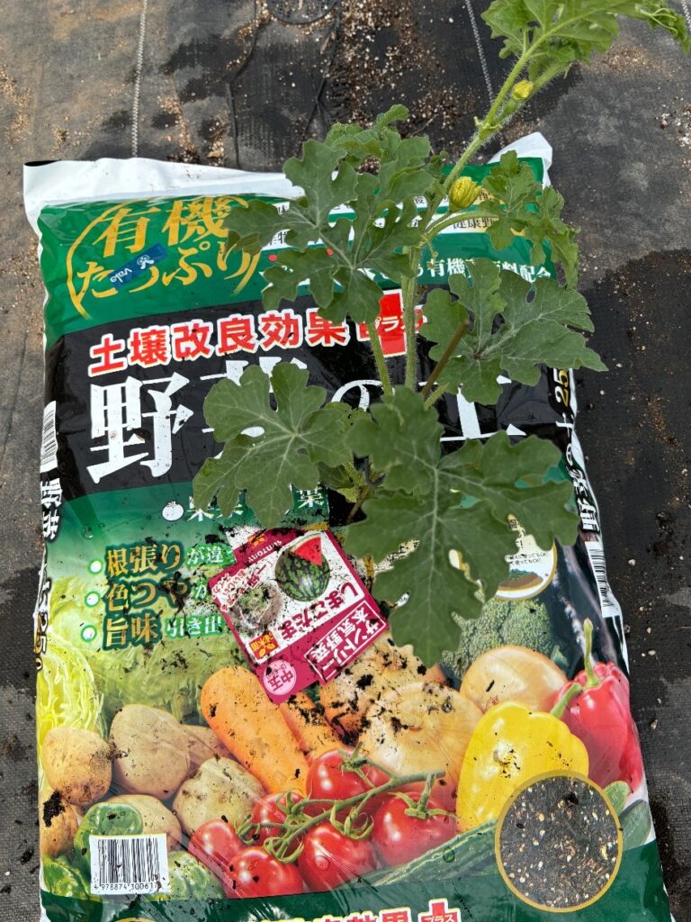 野菜の土,スイカ