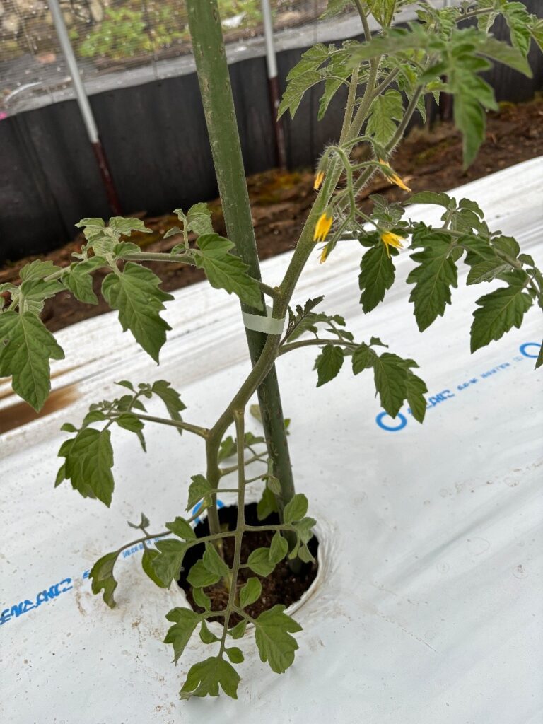 植え終わったミニトマト