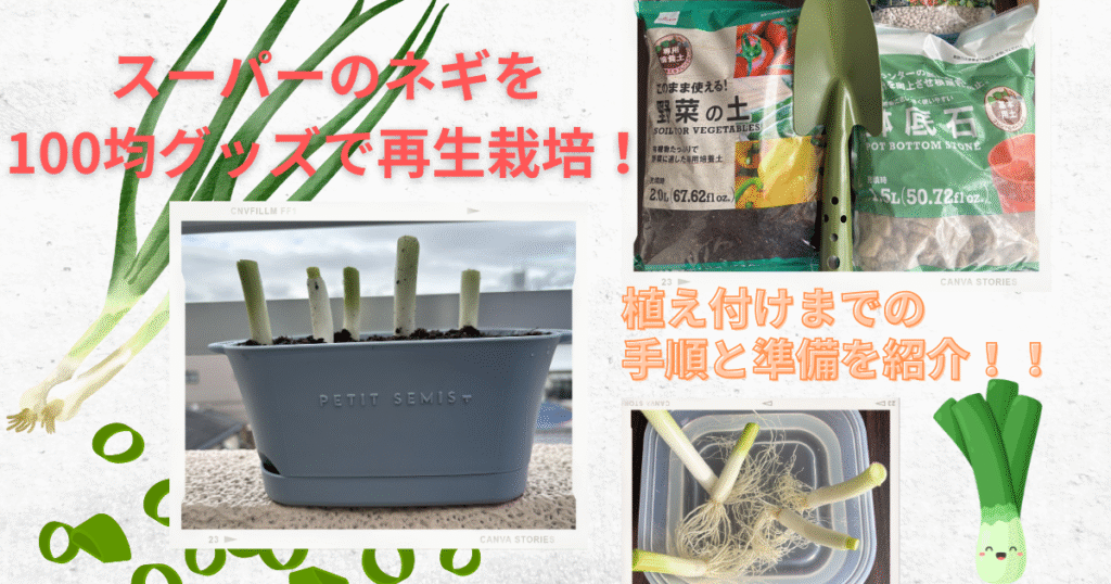 ネギの再生栽培始め方