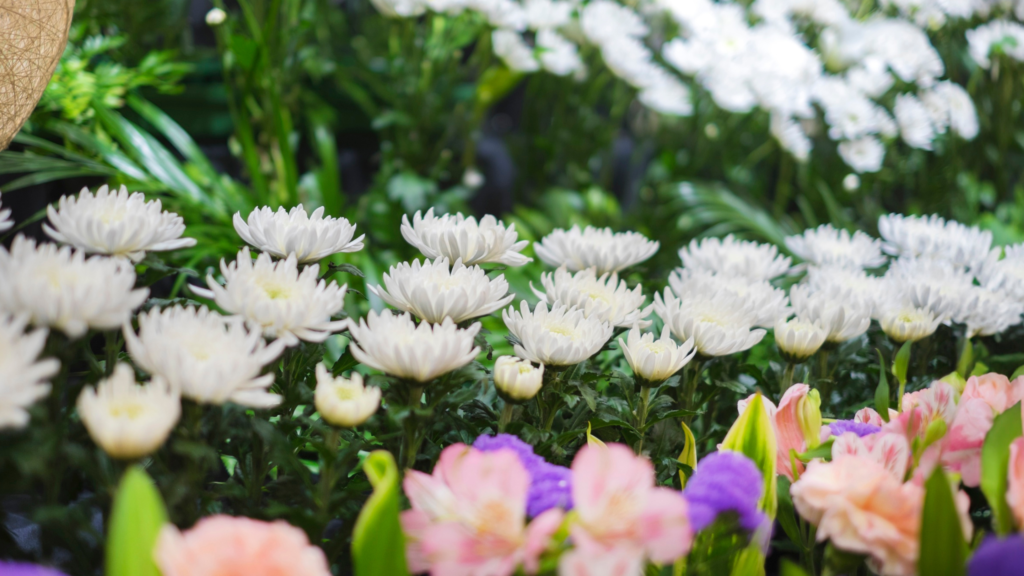 お葬式、菊の花が並んでいる写真。
