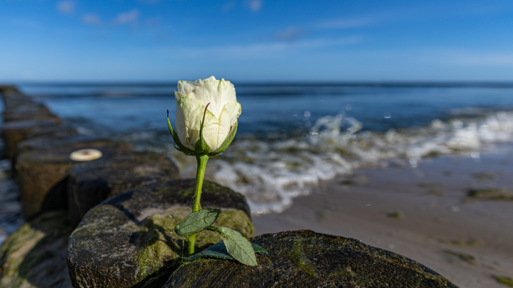 海洋葬のイメージ。海辺に花が添えられている。